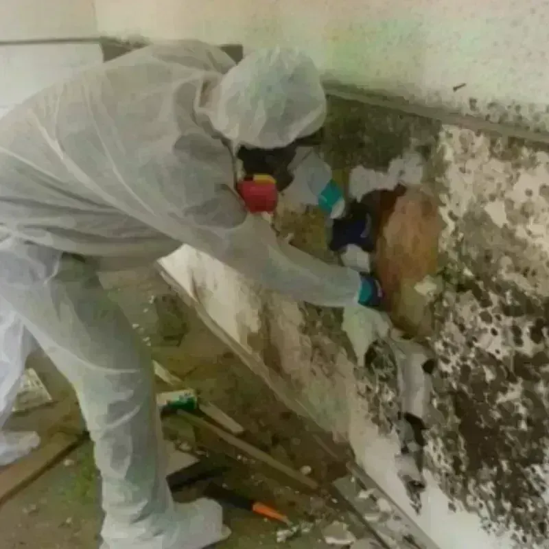 Mold Remediation and Removal in Mamou, LA